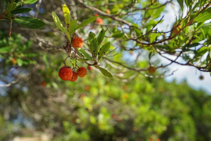 Image No.33-3 Bed Villa for sale