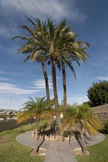 Image No.39-Villa de 8 chambres à vendre à Benissa