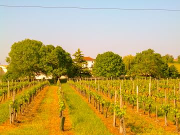 196-PROPRIETE-FACADE-VUE-DU-VIGNOBLE_edited
