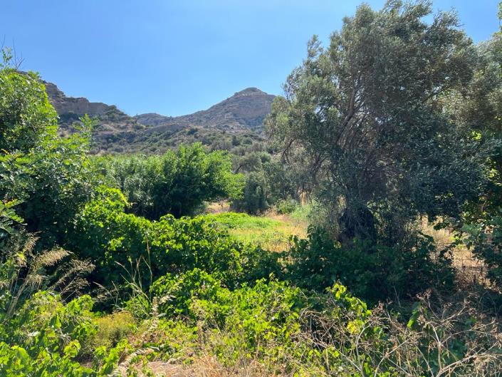 Image No.5-Terrain à vendre à Agia Galini