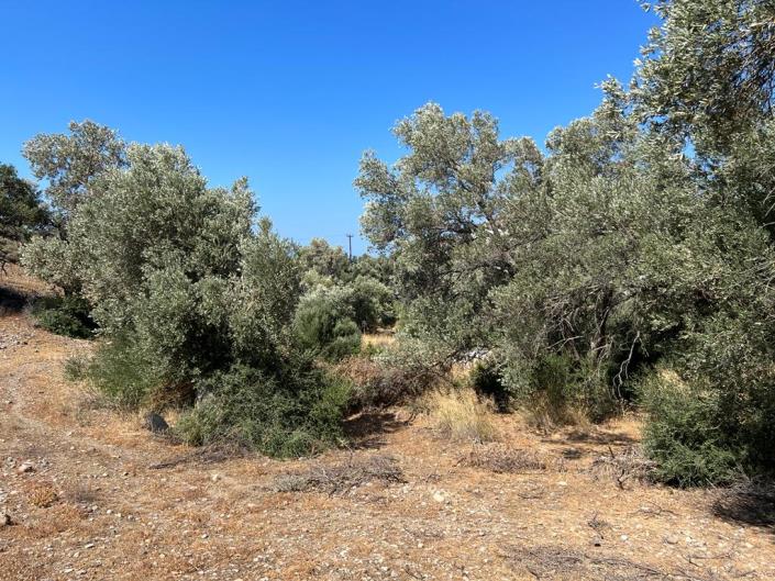 Image No.12-Terrain à vendre à Agia Galini