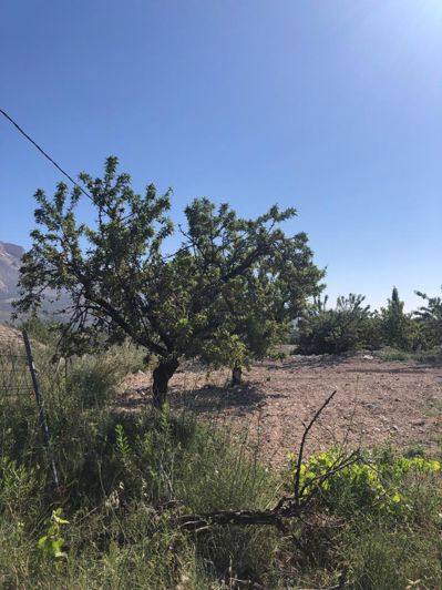 Image No.38-Propriété de 5 chambres à vendre à Velez Blanco