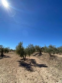 property174180877