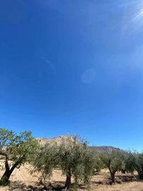 property174180511