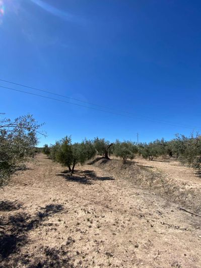 Image No.6-Finca for sale