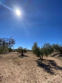 property174180911