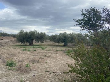 property146859864