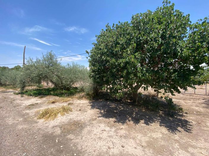 Image No.7-2 Bed Finca for sale