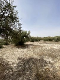 property184120450