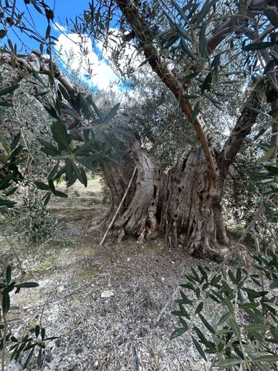 Image No.7-1 Bed Finca for sale