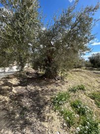 property229984654