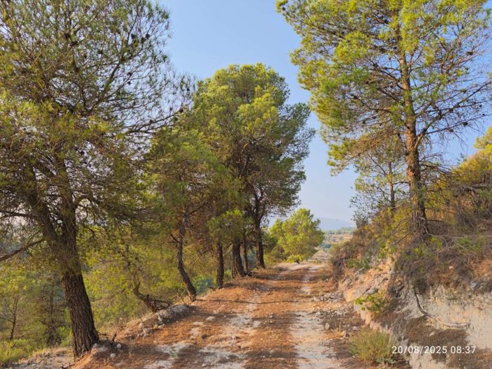 Image No.3-Finca for sale