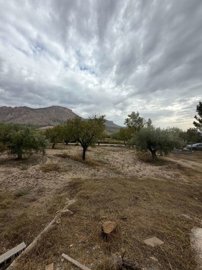 property281294239
