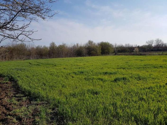 Image No.12-Propriété de pays de 3 chambres à vendre à Dobrich