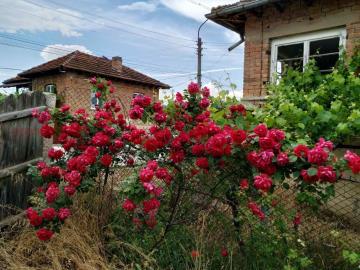 1j177209520721524_9Z