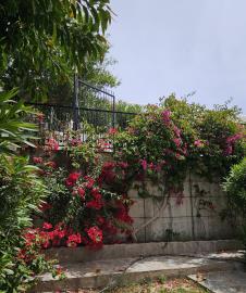 20250423-Kings-Beach-Villa-6-garden--2-