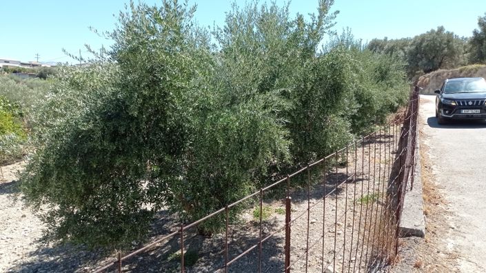 Image No.14-Villa de 3 chambres à vendre à Crète