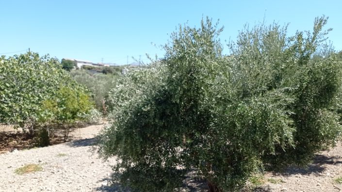 Image No.17-Villa de 3 chambres à vendre à Crète