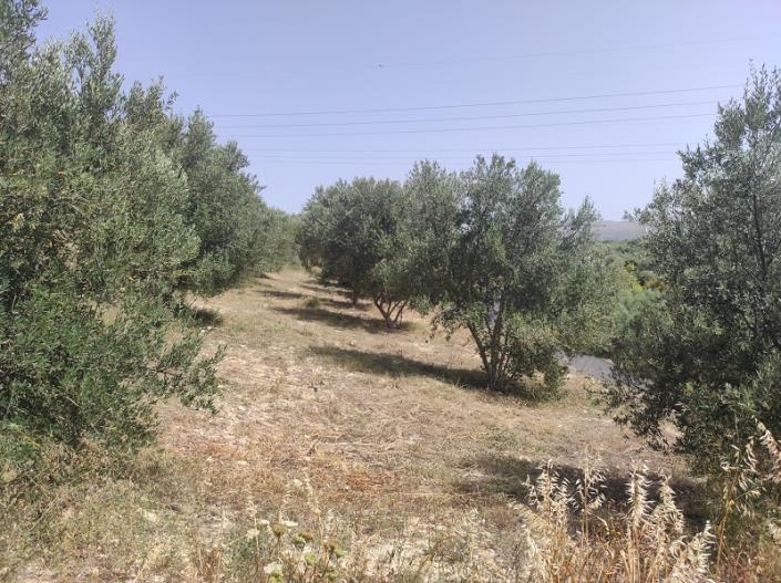 Image No.14-Plot for sale