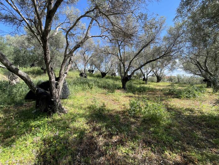 Image No.3-Plot for sale