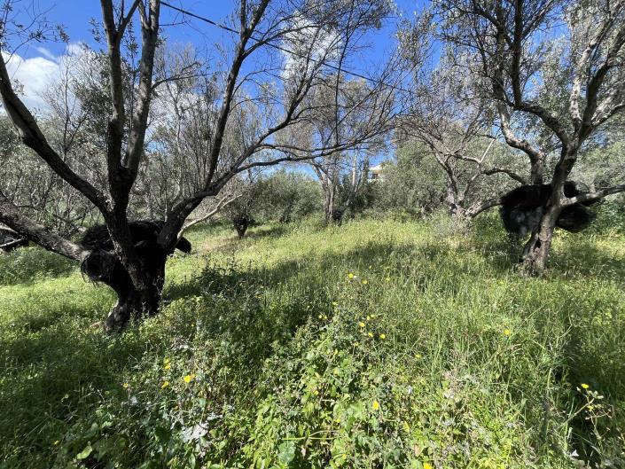 Image No.6-Plot for sale