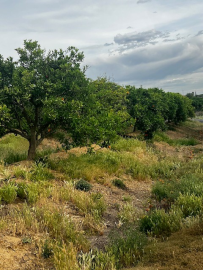ORANGE-TREES