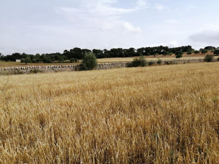 Image No.1-Land for sale