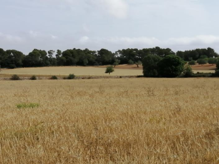 Image No.5-Land for sale