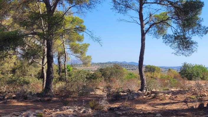 Image No.3-Terrain à vendre à Manacor