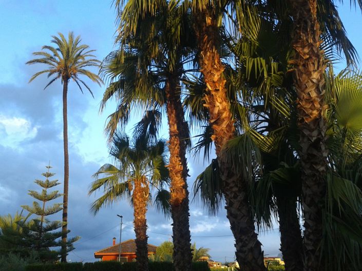 Image No.14-Finca for sale