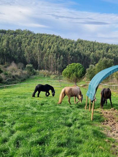 Image No.17-Villa de 5 chambres à vendre à Bombarral