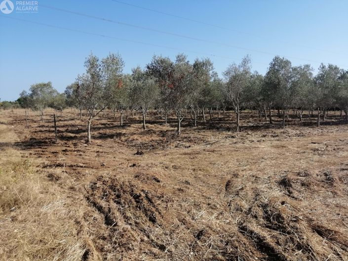 Image No.5-Terre à vendre à Luz de Tavira