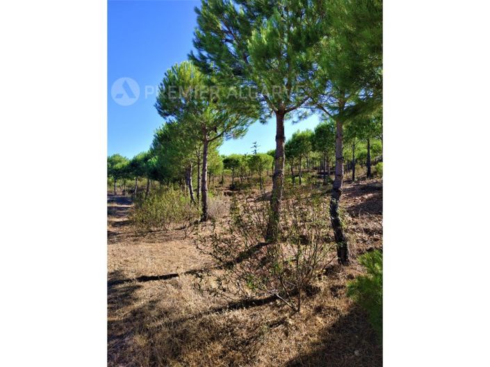 Image No.13-Farmhouse for sale