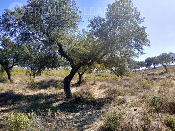 Image No.3-Farmhouse for sale