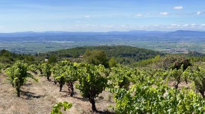 views-across-the-vineyard