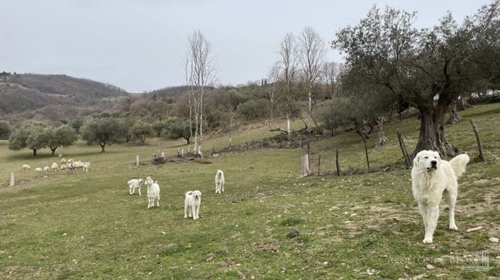 Image No.15-16 Bed Apartment for sale