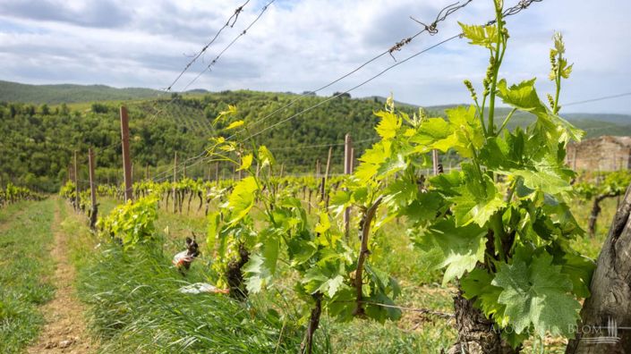 Image No.24-5 Bed Vineyard for sale