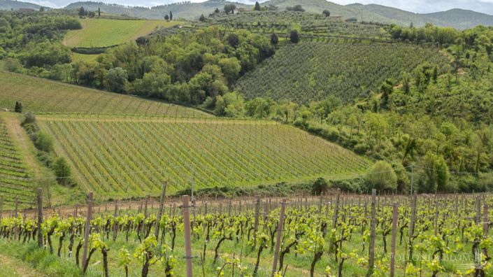 Image No.25-5 Bed Vineyard for sale