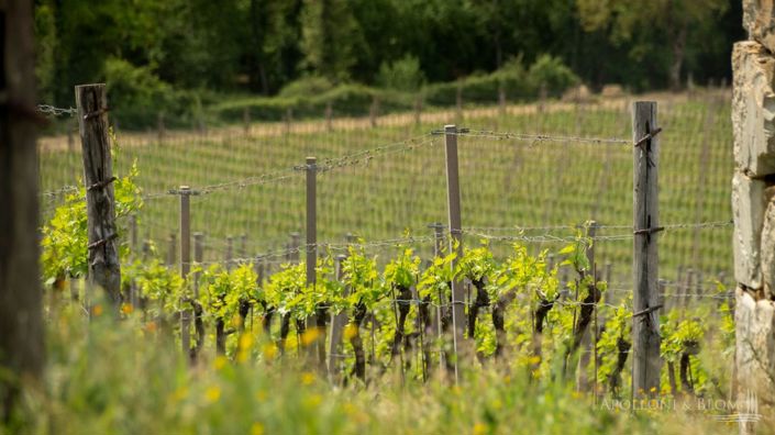 Image No.26-5 Bed Vineyard for sale