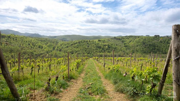 Image No.28-5 Bed Vineyard for sale