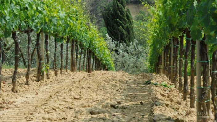 Image No.10-2 Bed Vineyard for sale