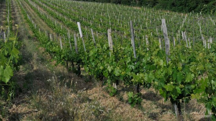 Image No.15-2 Bed Vineyard for sale