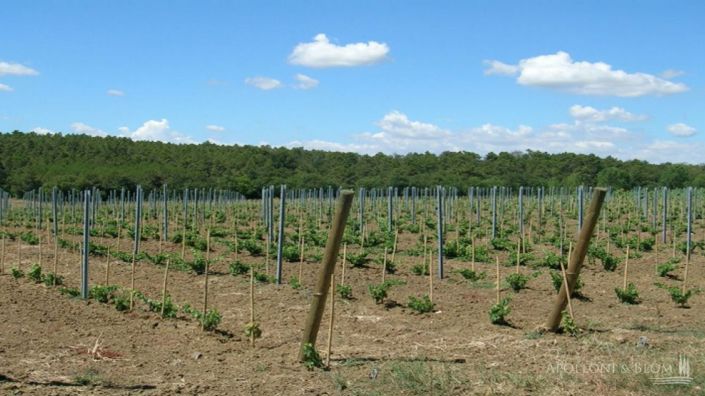 Image No.2-Vignoble de 8 chambres à vendre à Castiglione del Lago