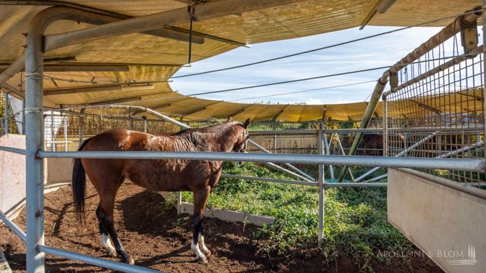 Image No.8-10 Bed Apartment for sale