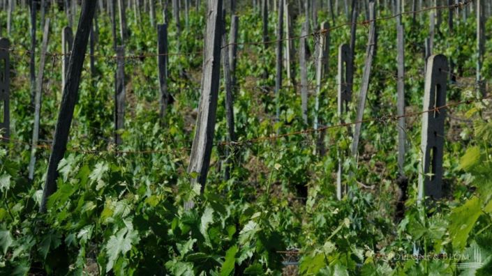 Image No.15-2 Bed Vineyard for sale