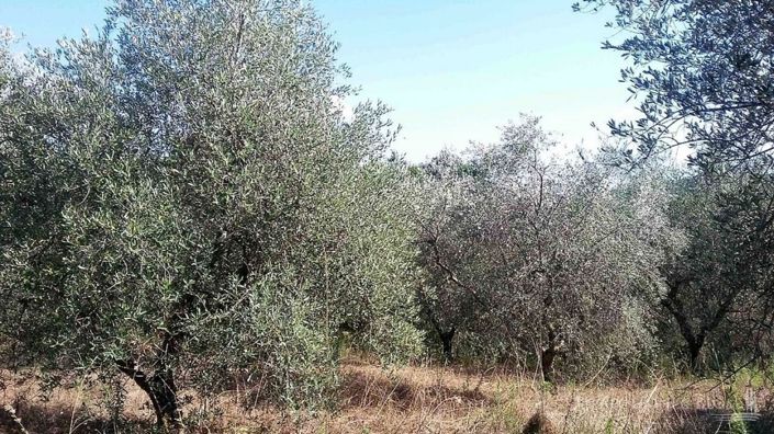 Image No.10-25 Bed Apartment for sale