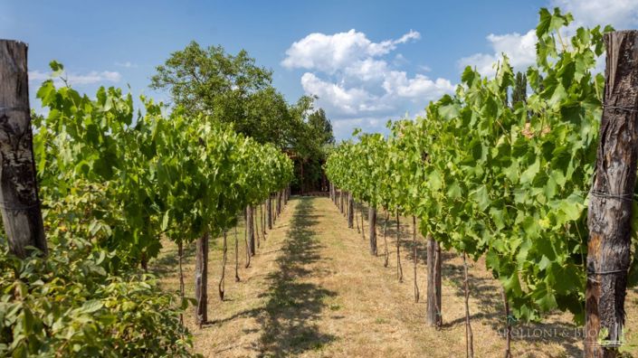 Image No.12-Vignoble de 5 chambres à vendre à Montepulciano