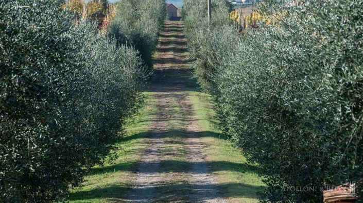 Image No.14-Vignoble de 5 chambres à vendre à Montepulciano