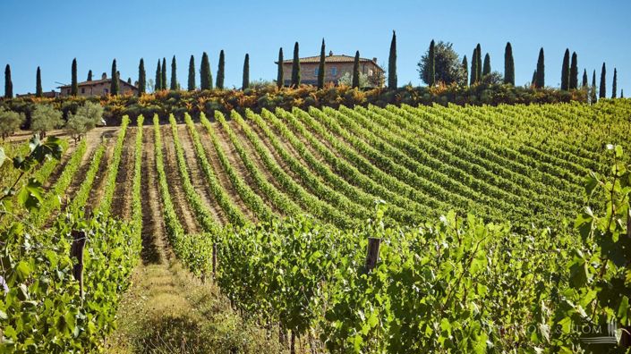 Image No.1-10 Bed Vineyard for sale
