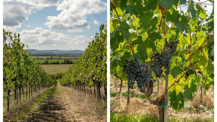 Image No.4-Appartement de 8 chambres à vendre à Montepulciano